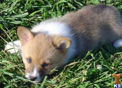 Pembroke Welsh Corgi Puppies for Sale